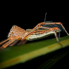 Hamadruas sp. "Jogjakarta Batik" © Paul Ng  • Habitus • Lateral • Alive • ♀ • Adult